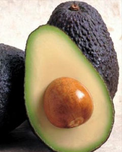 GUION AGUACATE